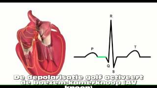 Het hart ECG [upl. by Nhaj316]