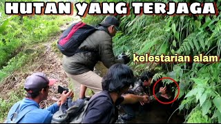 penemuan sarang burung unik di hutan jawa barat  ada telurnya juga [upl. by Noell780]