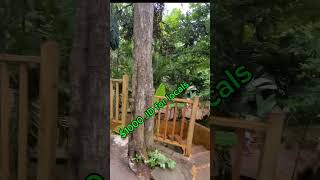 DUNNS RIVER FALL trip Pt2 travel welcometojamaica river tour jamaica [upl. by Sandon495]