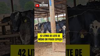 42 litros de leite de média em pouco espaço agro fazenda pecuaria agropecuaria minasgerais [upl. by Adihaj]