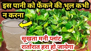 Money plant care amp fertilizerBest homemade fertilizer for money plantSave drying money plant [upl. by Kahaleel690]