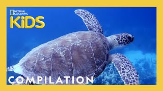 Scuba Diving with Sam 🐡  What Sam Sees  90 Minutes  Nat Geo Kids Compilation  natgeokids [upl. by Summers]