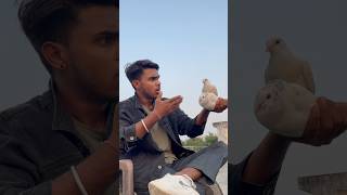 Kabuter ka sacha pyar ☠️🕊️👀petlovers pigeon shortfeed yt viralvideo spkabuterclub 😅🙏 [upl. by Bohlen124]