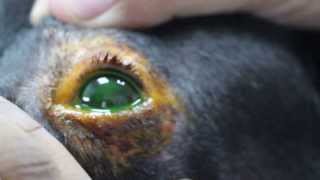 A dog rubs his left eye vigorously [upl. by Lachman]