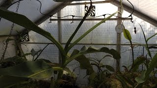 Nepenthes Rajah flowering after 20 Years Flower Greenhouse [upl. by Sefton460]