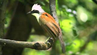 Digiscoped Whitecrested Laughingthrush [upl. by Yendys]