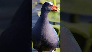 Purple Gallinule Calling Sounds [upl. by Ahsauqal786]