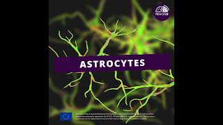 Why is the brain vulnerable Astrocytes [upl. by Nena585]