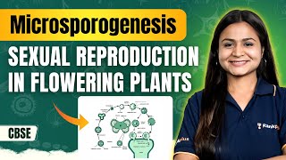 Microsporogenesis  Sexual Reproduction in Flowering Plants  NEET Biology  Krushi Maam  Rankplus [upl. by Rovner]