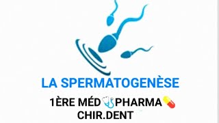 EMBRYOLOGIE👶🤰 SPERMATOGENÈSE 1ÈRE MÉD🩺PHARMA💊CHIRDENT🦷 [upl. by Nnaillij557]