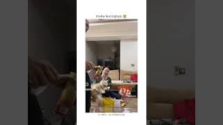 Ya AllahYa Allah kaget😭 kucing kucinglucu cat fypシ゚viral trending ytshorts [upl. by Atul131]