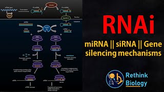 RNA interference RNAi Animation  miRNA  siRNA  mRNA regulation [upl. by Sherrill]