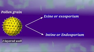 Structure of a pollen grain [upl. by Strauss]