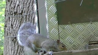 Pest Control with Air Rifles  Sunny Morning Squirrel Shooting [upl. by Gallenz]