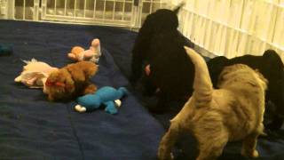 Australian Labradoodle Puppies [upl. by Rambow]