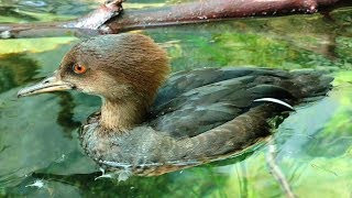 Young Hooded Merganser Ducks [upl. by Myrtia]