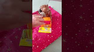 Red Plastik Barquiron for maddog ASMR viral dog barquiron bongbongsshorts4 [upl. by Gardie665]