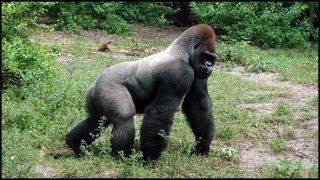 Silverback Gorillas Gorilla gorilla [upl. by Ellette]