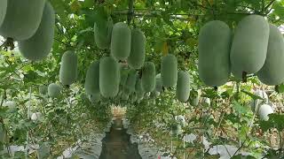 Lovely Wax Gourd Fruits High Yield Good Fruits Given Vegetable Seeds Supplier vegetableseedsupplier [upl. by Zonnya838]