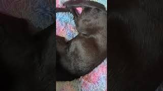 Feeling stressed Destress with this compilation of my pets cat amp dog sleeping [upl. by Cas]