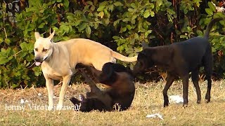 Realdog Appenzeller Sennenhund Vs Labrador Retriever Near Friends Home [upl. by Naras81]