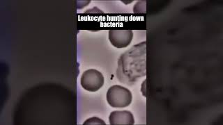 Leukocyte hunting down bacteria shorts viral leukocyte [upl. by Avrenim]