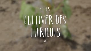 Cultiver des haricots [upl. by Leahciam633]