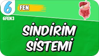 Sindirim Sistemi 📗 6FEN3 2025 [upl. by Sisxela857]