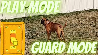 Bullmastiff Goes From Playing To GUARD MODE When He Hears Something [upl. by Tova]