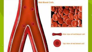 Types Of Blood Cells [upl. by Zulaledairam]