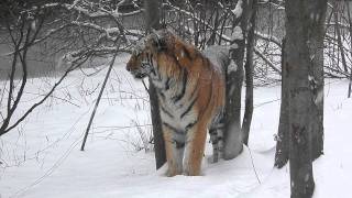 Siberian Tiger Comes Up Close In A Snow Storm at the Bronx Zoo [upl. by Yeltrab331]