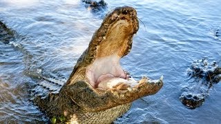 Alligator Captures Python 03  Deadly Animal Attacks [upl. by Berton]