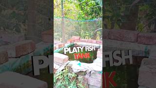 Platy Fish Beautiful Outdoor Breeding Tank [upl. by Enomes]