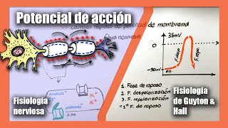 Potencial de acción  Fisiología nerviosa  Canales de sodio y potasio  Fisiología de Guyton amp Hall [upl. by Vaas]