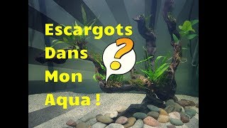 NOUVEAUX ESCARGOTS  NERITINA DANS MON AQUARIUM [upl. by Teyut]