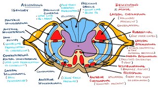 Ascending and Descending Spinal Cord Tracts Made Easy [upl. by Sarson]