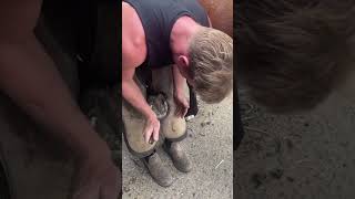 Horses Foot Triming horse farming hoof hoofcleaning [upl. by Lon]