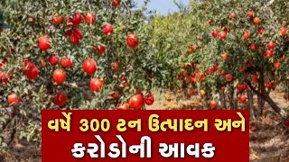 ll દાડમની ખેતીમાં કરોડપતિ બન્યા ll વર્ષે 300 ટનનું ઉત્પાદન અને 224 કરોડની આવક [upl. by Liauqram]