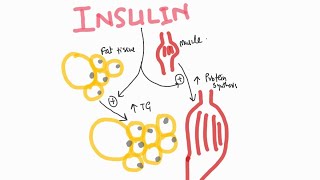 ENDOCRINOLOGY  INSULIN ACTION  USMLECOMLEX [upl. by Ylekalb]