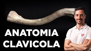 Anatomia della clavicola [upl. by Aronos]