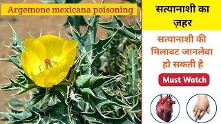 Argemone mexicana poisoning  सत्यानाशी का ज़हर  poison  poison tree  poison plants [upl. by Ynnavoig545]