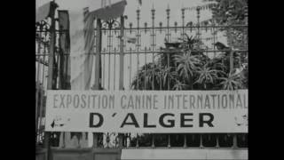 9e exposition canine internationale dAlger 1951 [upl. by Enriqueta979]