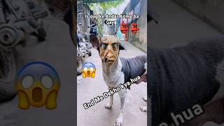 Is Dog Ke Undar Bhoot AaGya 😱👹👺😬 shorts ytshorts bhoot funny comedy trending [upl. by Fernande236]