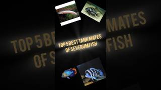 Top 5 Tank mates of Severum Fishaquarium shorts fishtank viralvideo [upl. by Atsyrc]