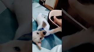 Baby dogcute puppy barking4kviralshorts dog goldenretriever doglover puppy doglife labrador [upl. by Htide456]