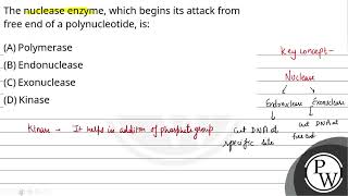 The nuclease enzyme which begins its attack from free end of a polynucleotide is [upl. by Matthaus]