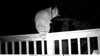 Raccoon vs harmlessly electrified bird feeder [upl. by Annahaj539]