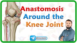 Anastomosis Around the Knee Joint  Genicular anastomosis  Lower limb anatomy  MBBS 1st year NEXT [upl. by Raine]