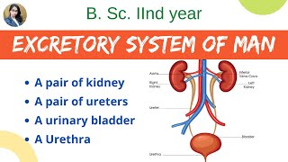 Excretory system of man  B Sc 2nd year  Zoology [upl. by Parrie]