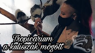 Tropicarium  A kulisszák mögött [upl. by Gean850]